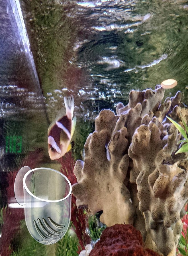 Alrhso 2Pcs Aquarium Plant Holder Suction Cup Planter Fish Tank Plant Pots Clear Acrylic Aquatic Plants Pot Aquarium Plants Cup for Fish Tank Aquascape Decorations Water Culture Decor - Image 5